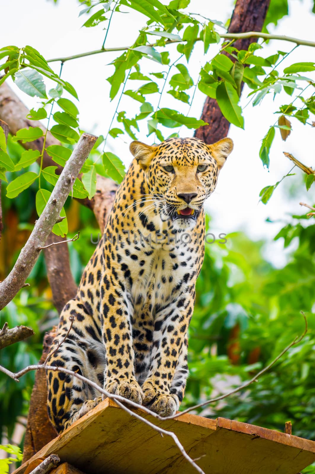 leopard on the tree