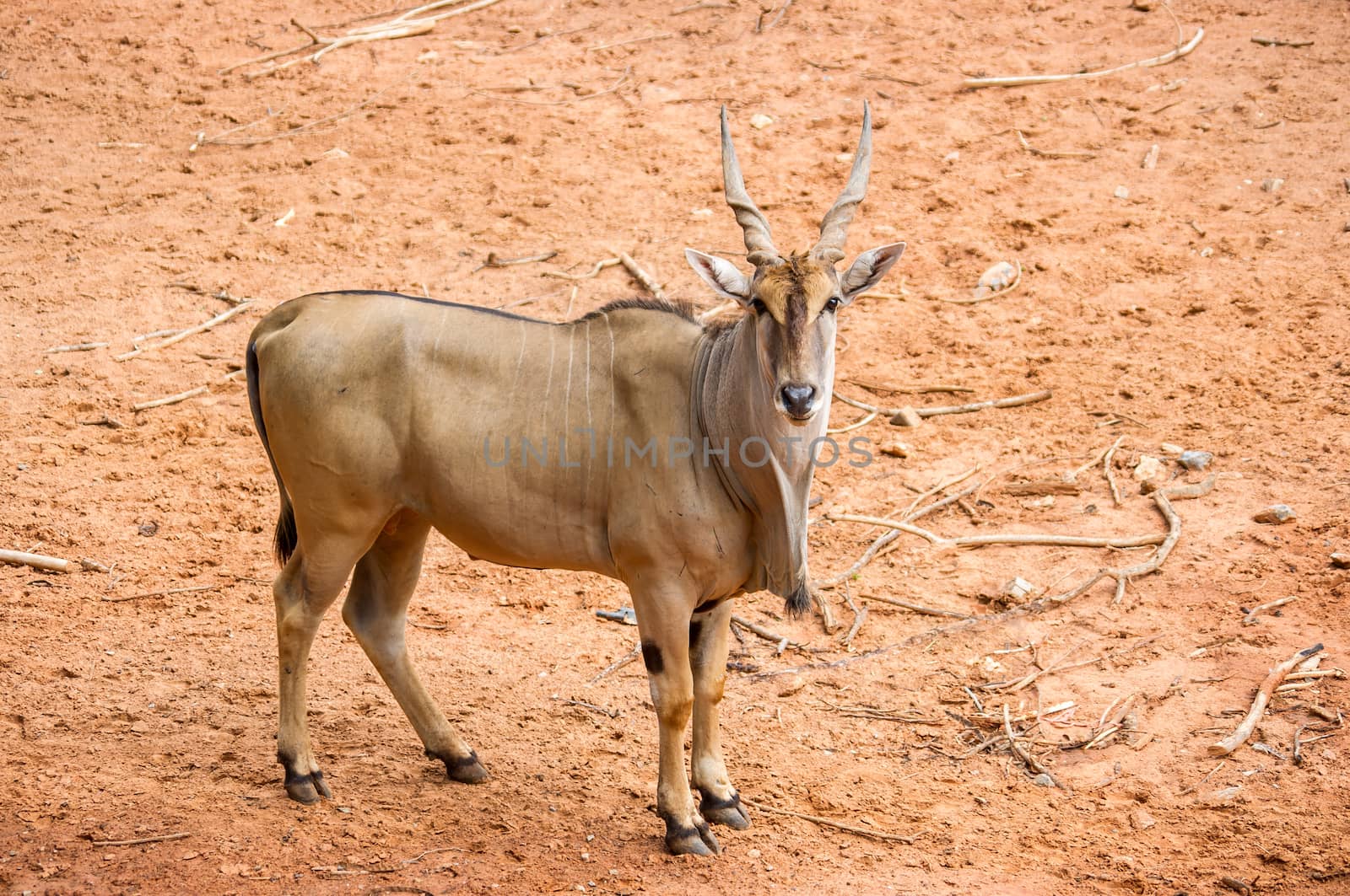 antelope by seksan44
