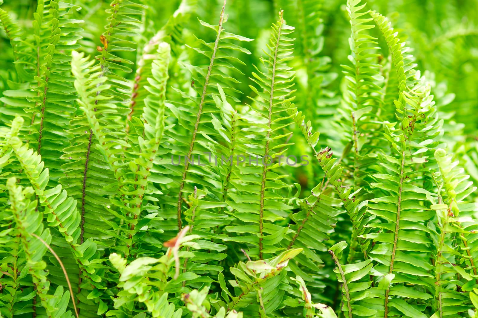 Tuber Sword Fern, Sword Fern background