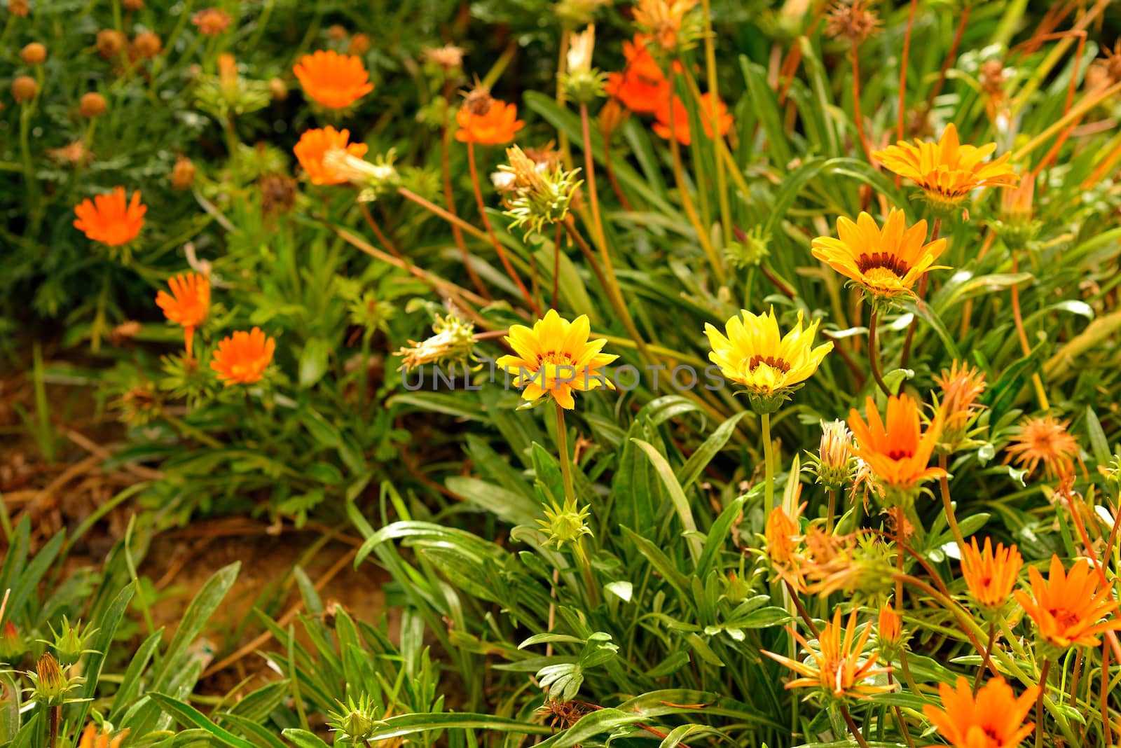 Flowers in green grass by cherezoff