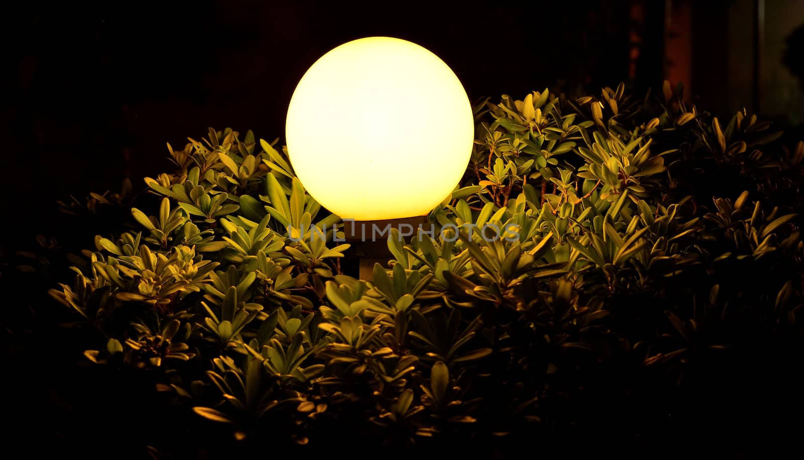 Night sphere light through leaves and branches by cherezoff