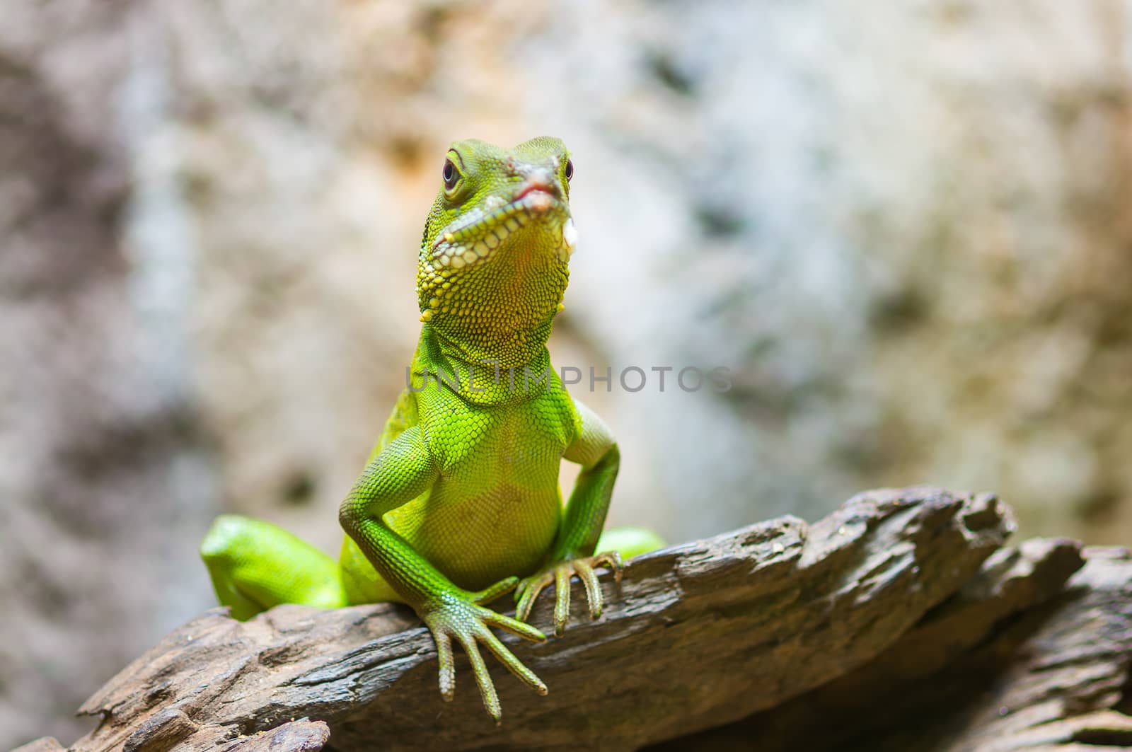 Green Iguana by seksan44