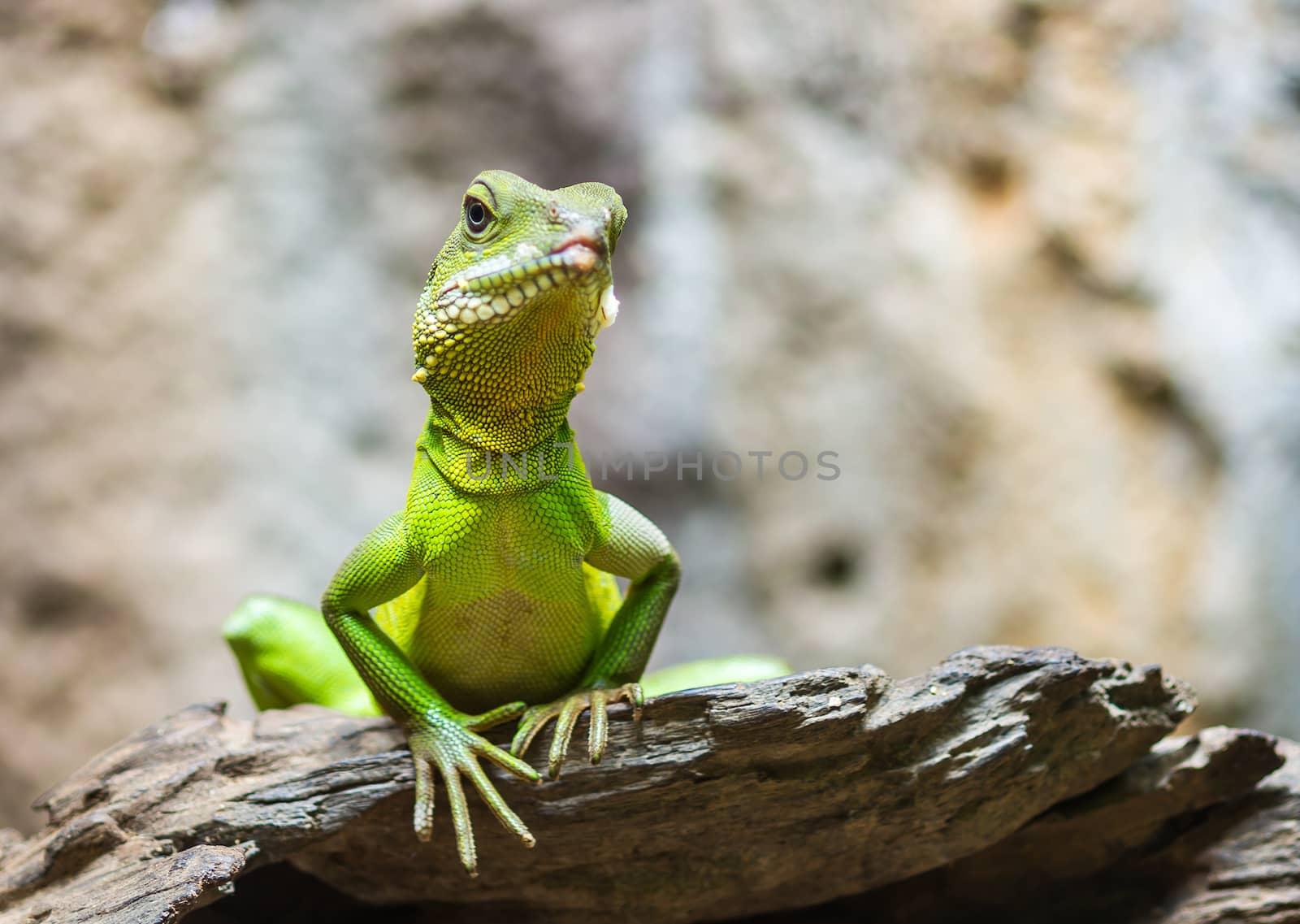 Green Iguana closeup