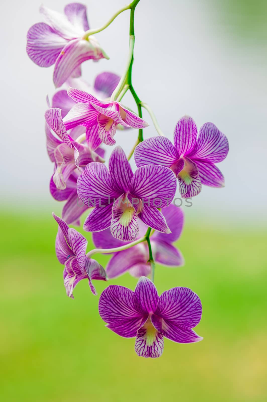 Streaked orchid flower on green leaf