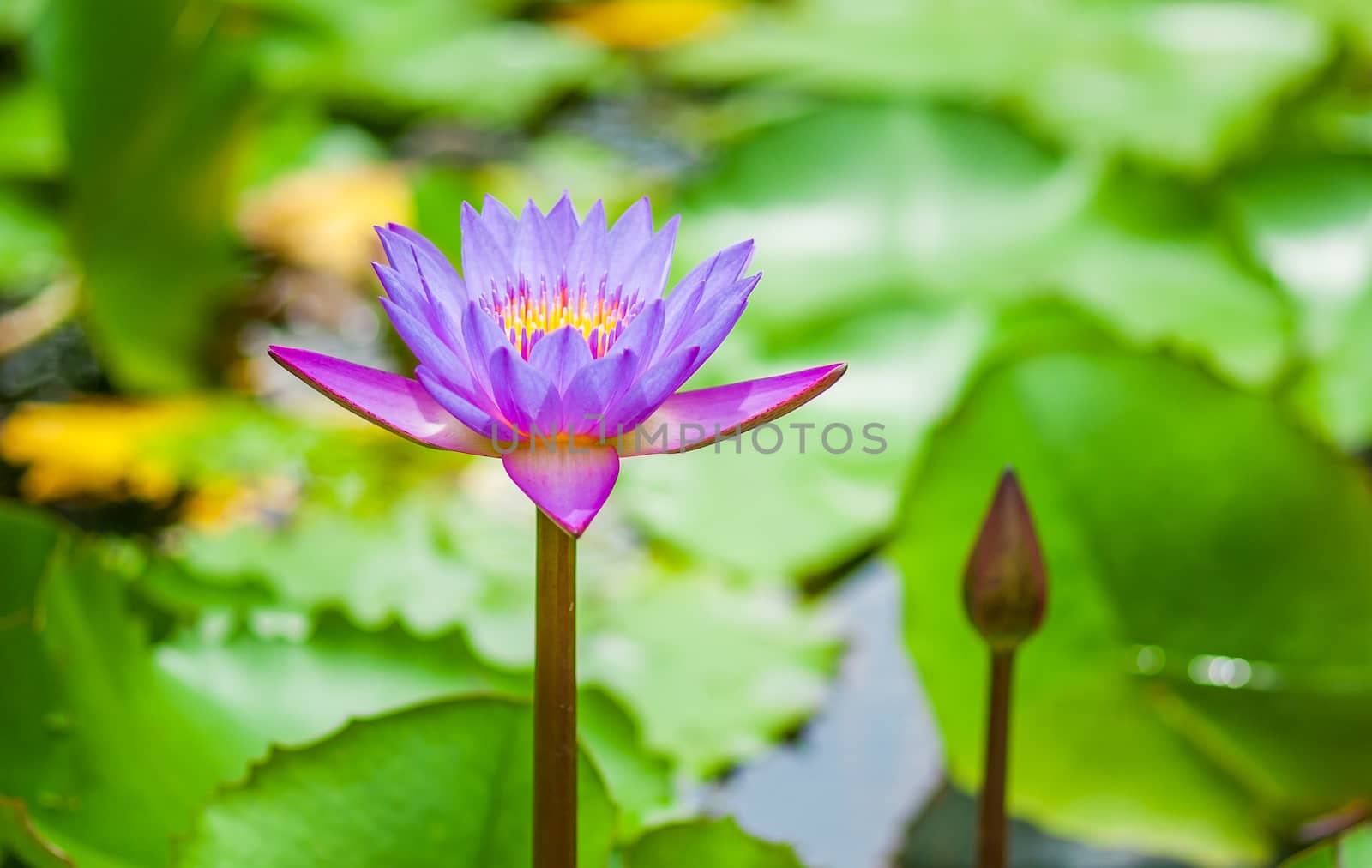 Close up  water lily flower and leaf