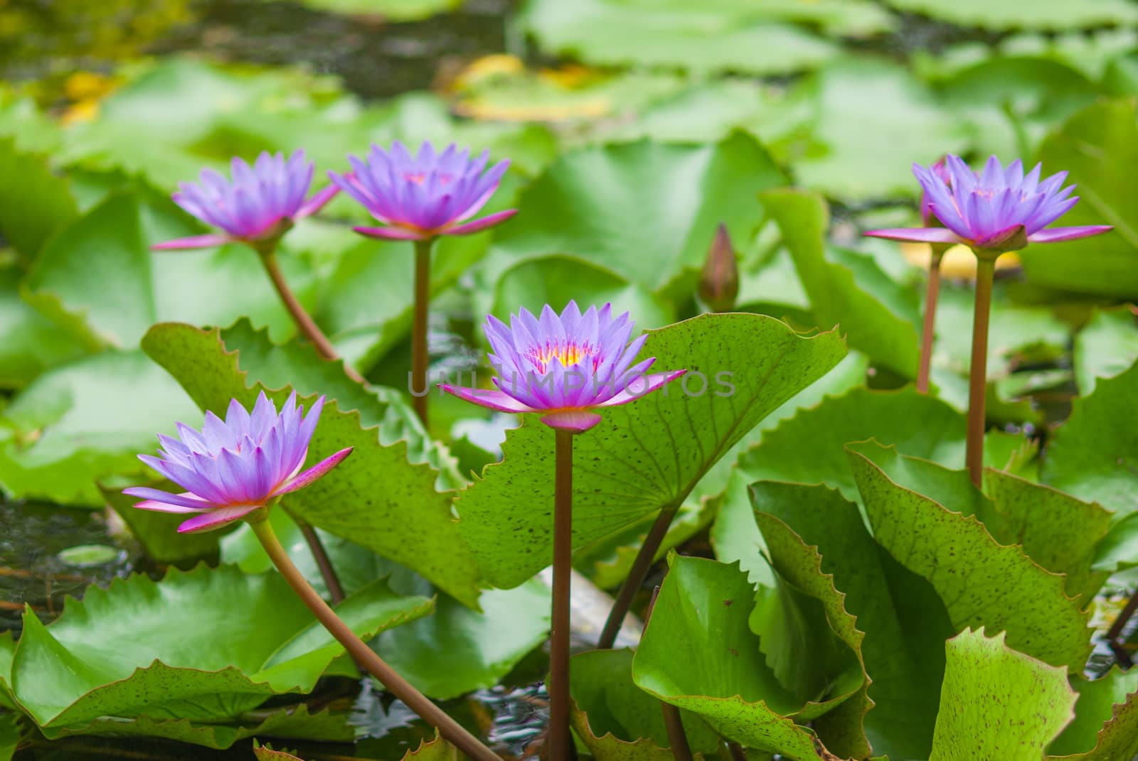 water lily and leaf by seksan44