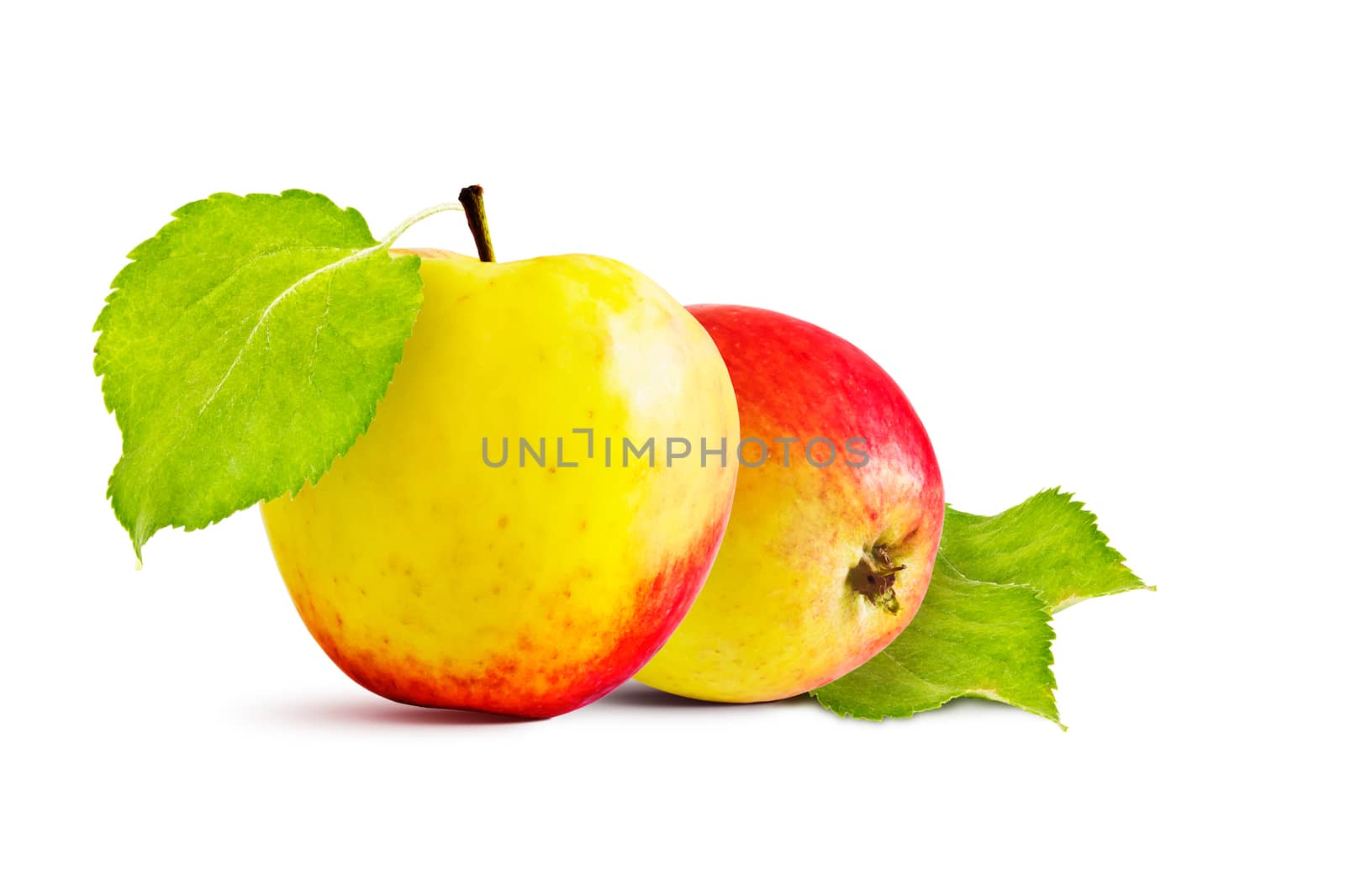 Ripe red and yellow apples and green leaves on a white background