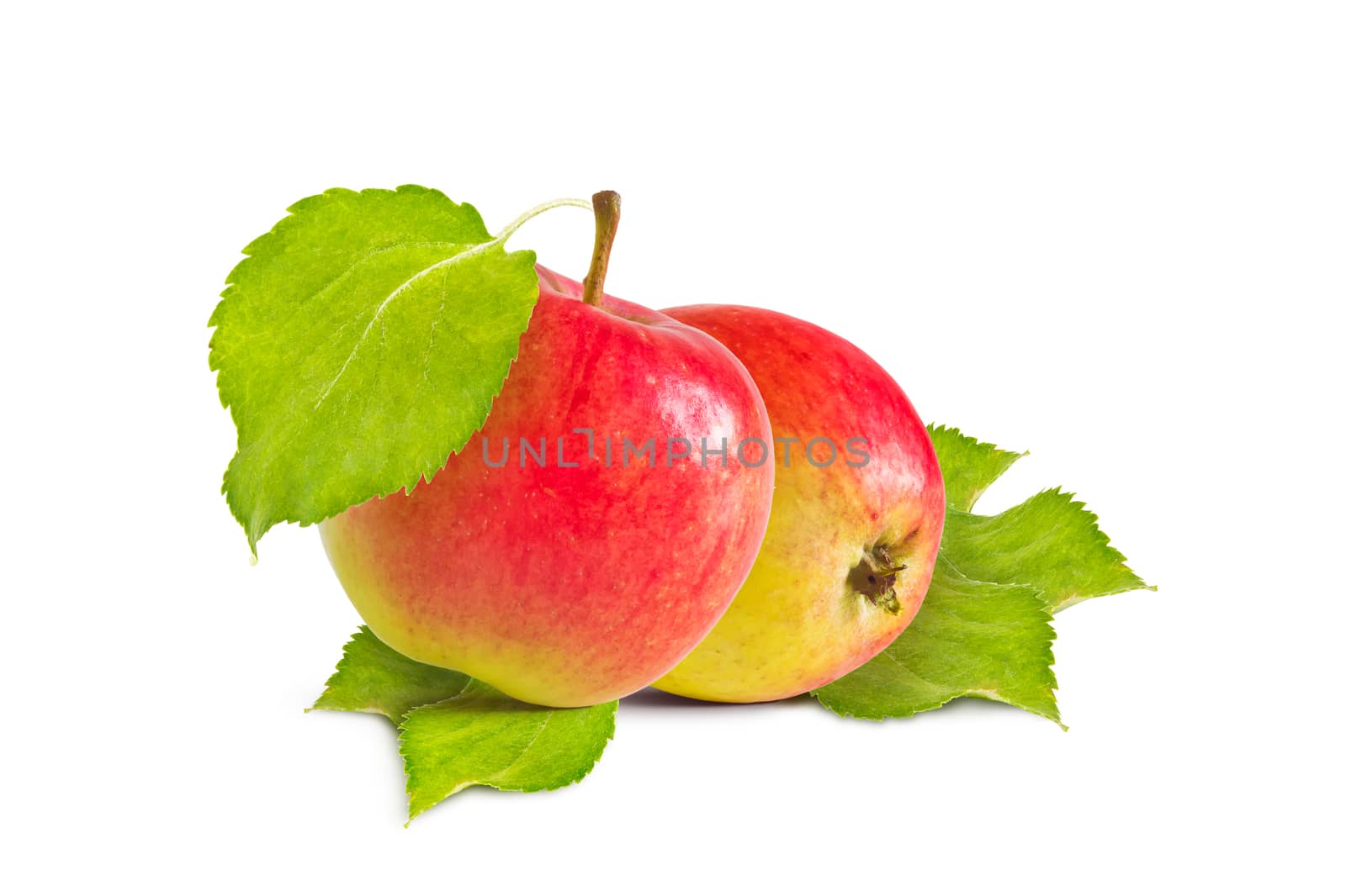 Ripe red and yellow apples and green leaves on a white background