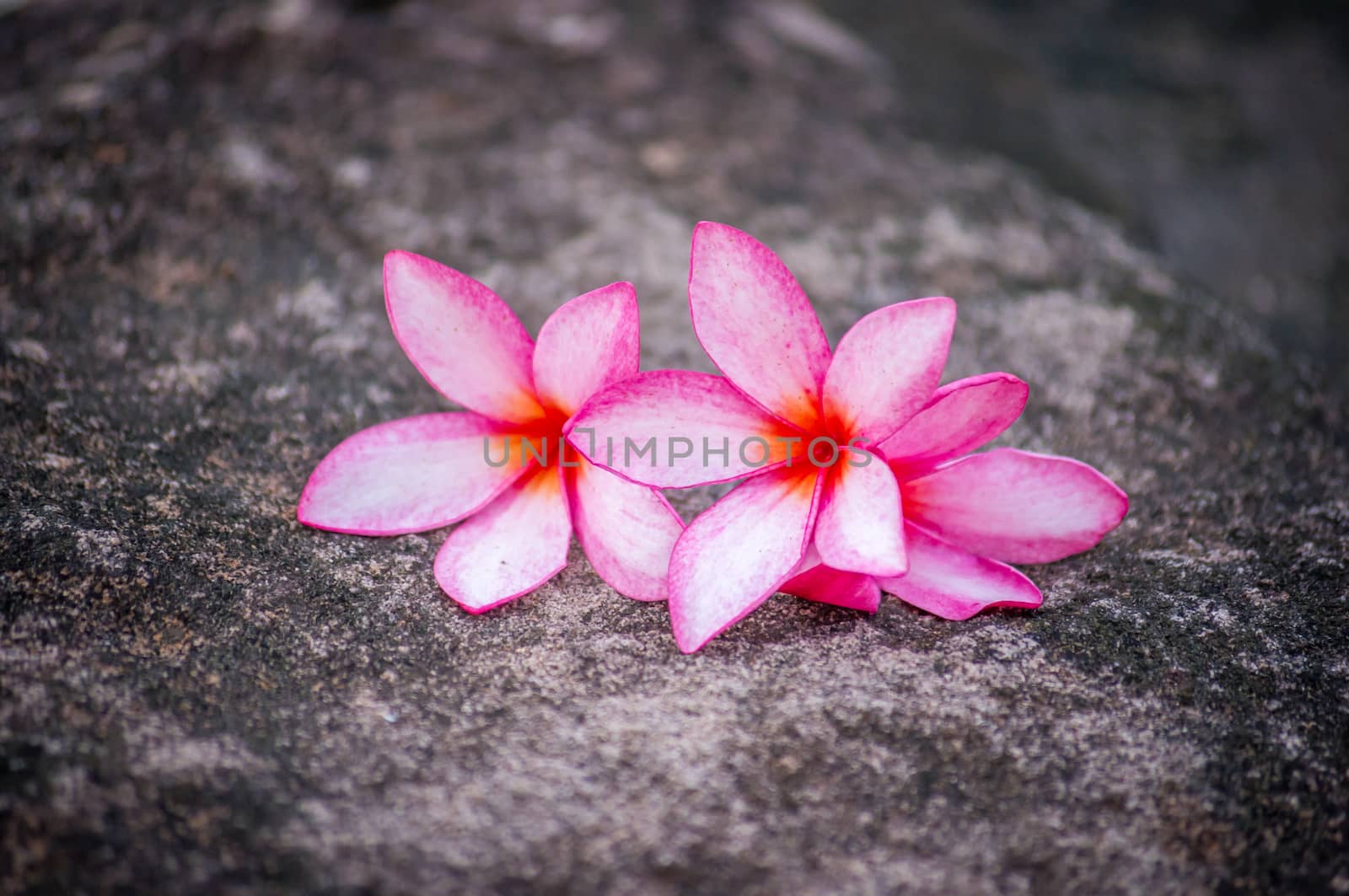 Plumeria flowers on stone by seksan44