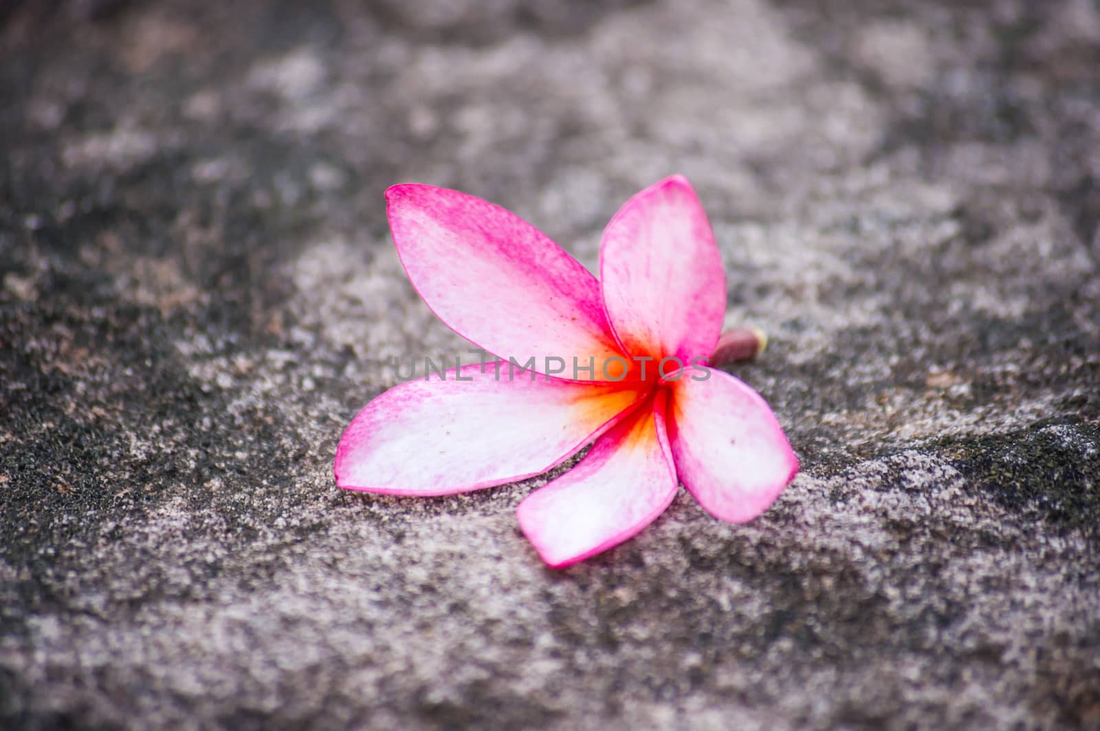 Plumeria flower on stone by seksan44