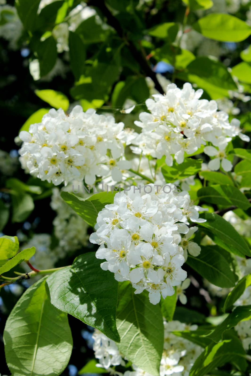 big branches of bird cherry tree on thebig bush