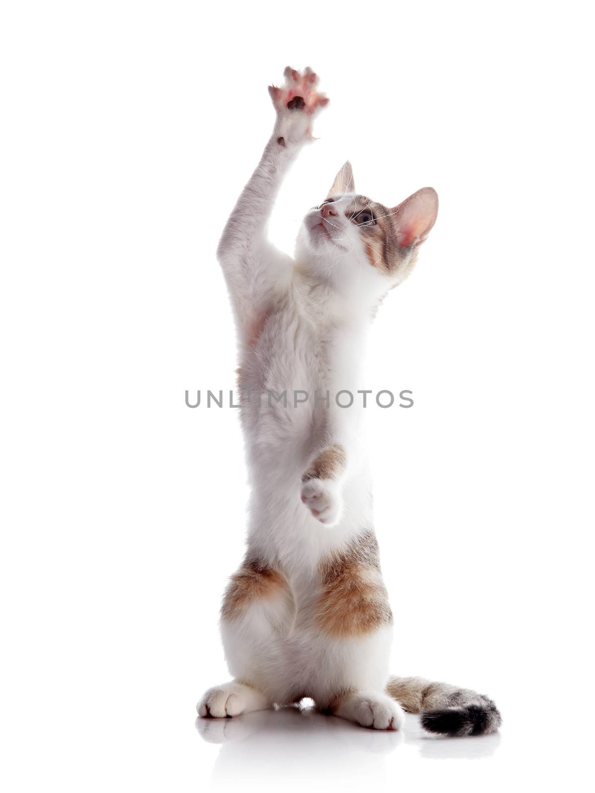The kitten plays. Multi-colored small kitten. Kitten on a white background. Small predator. Small cat.