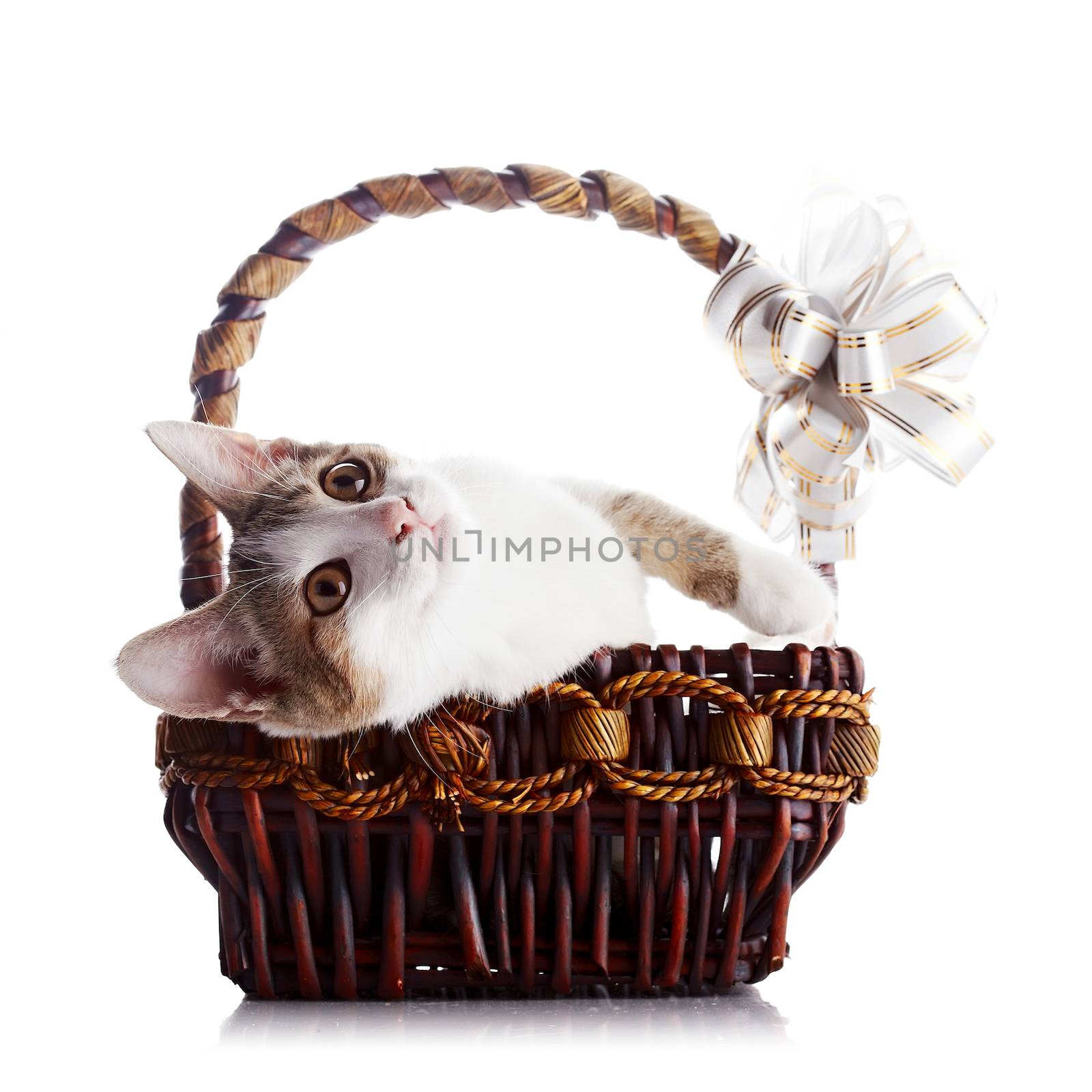 Kitten in a wattled basket with a bow. by Azaliya