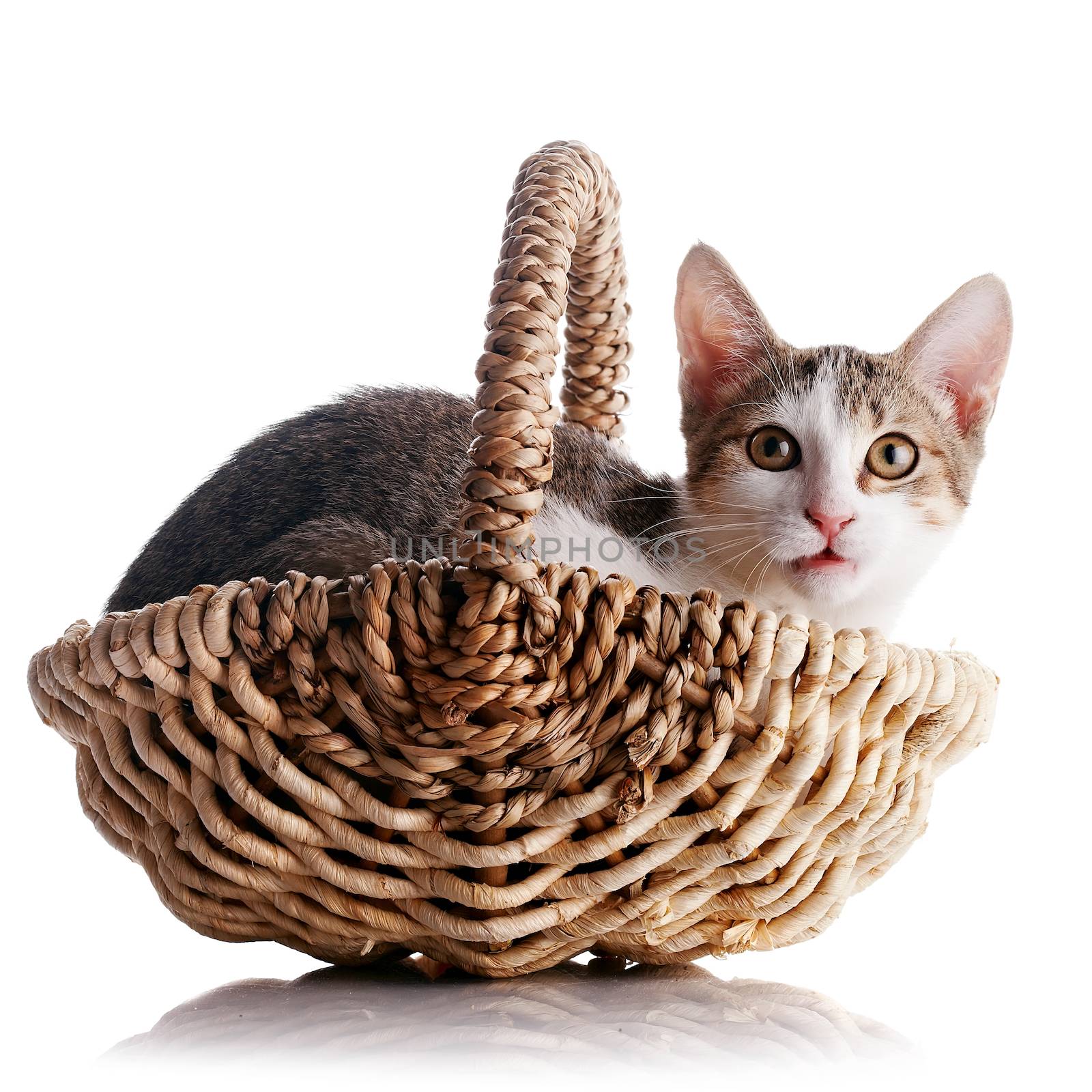 Kitten in a wattled basket by Azaliya