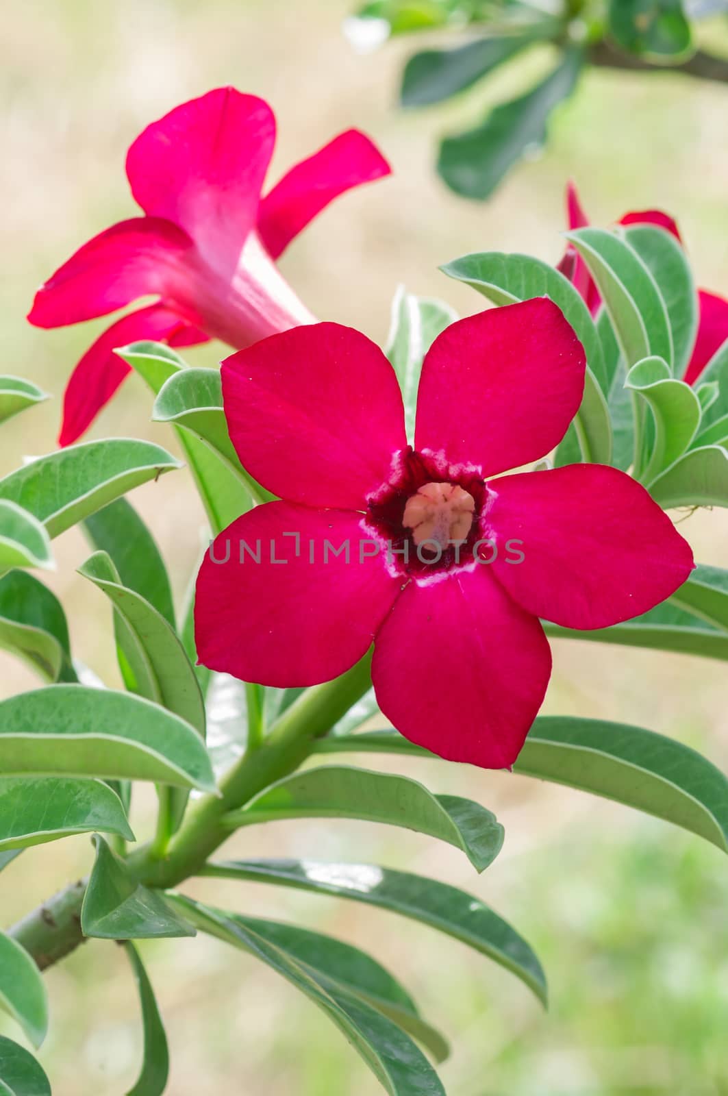 Desert Rose flowers by seksan44