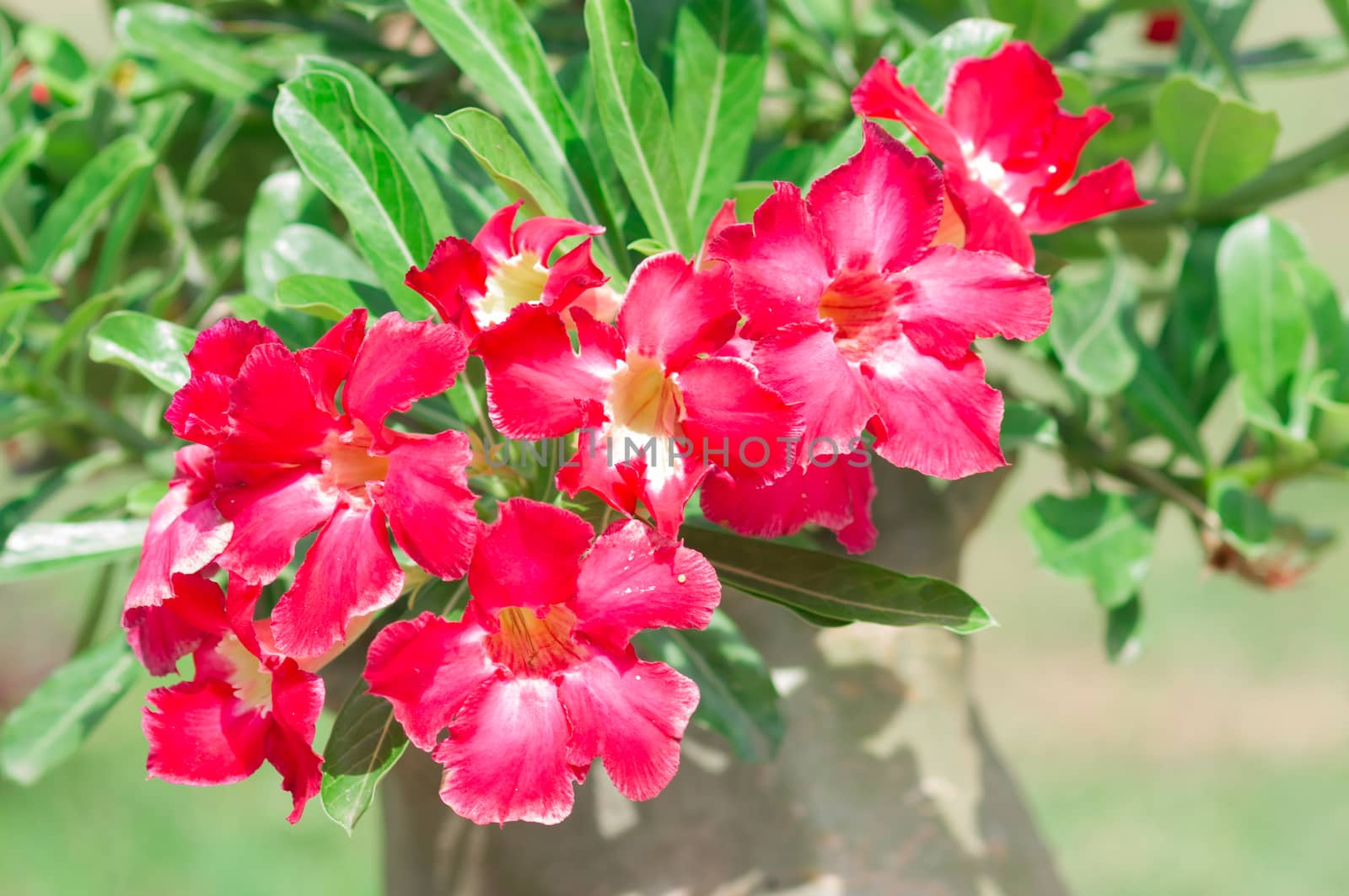 Adenium obesum , Desert Rose, Impala Lily, Mock Azalea, flower