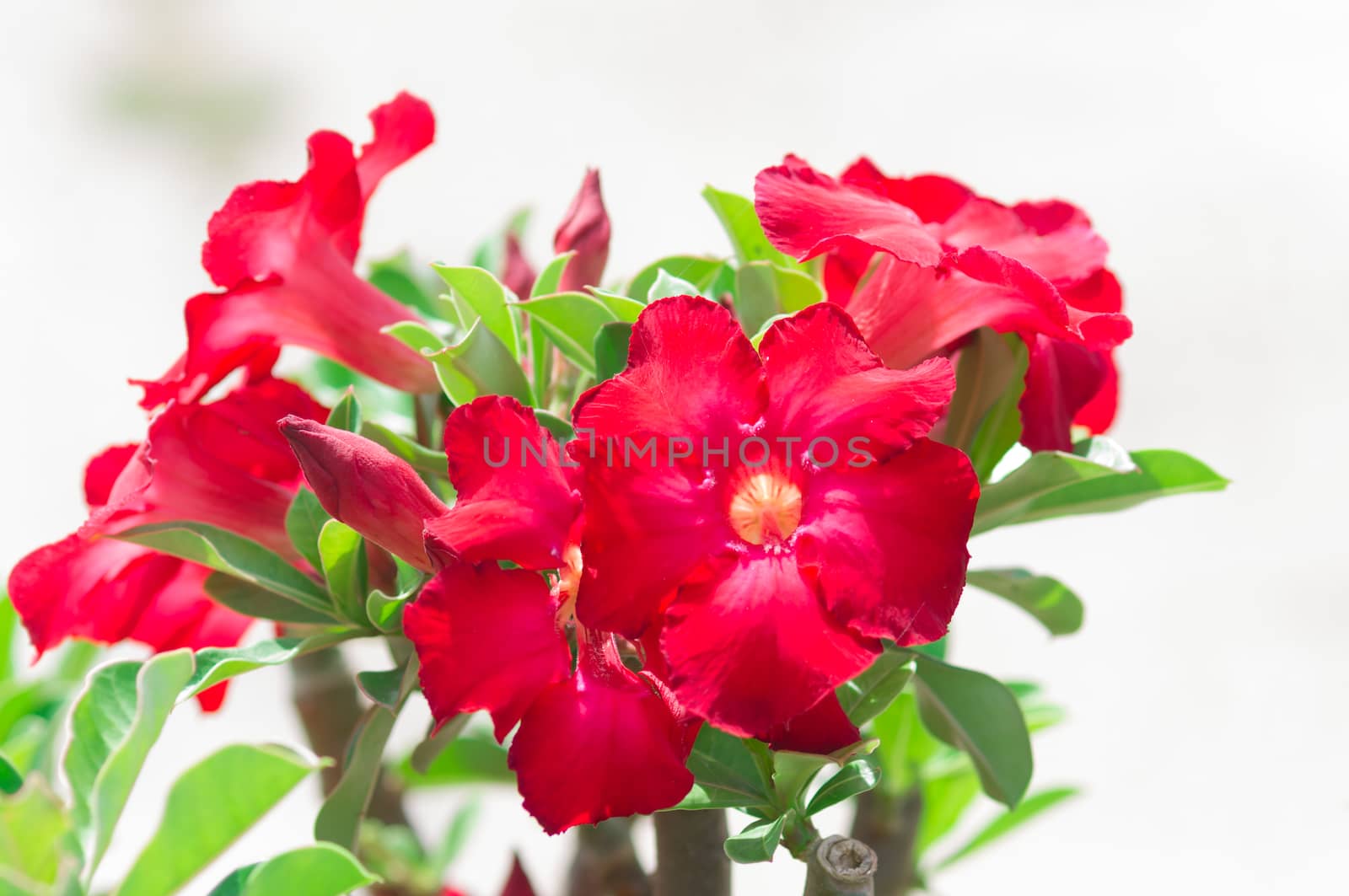 Desert Rose flowers by seksan44