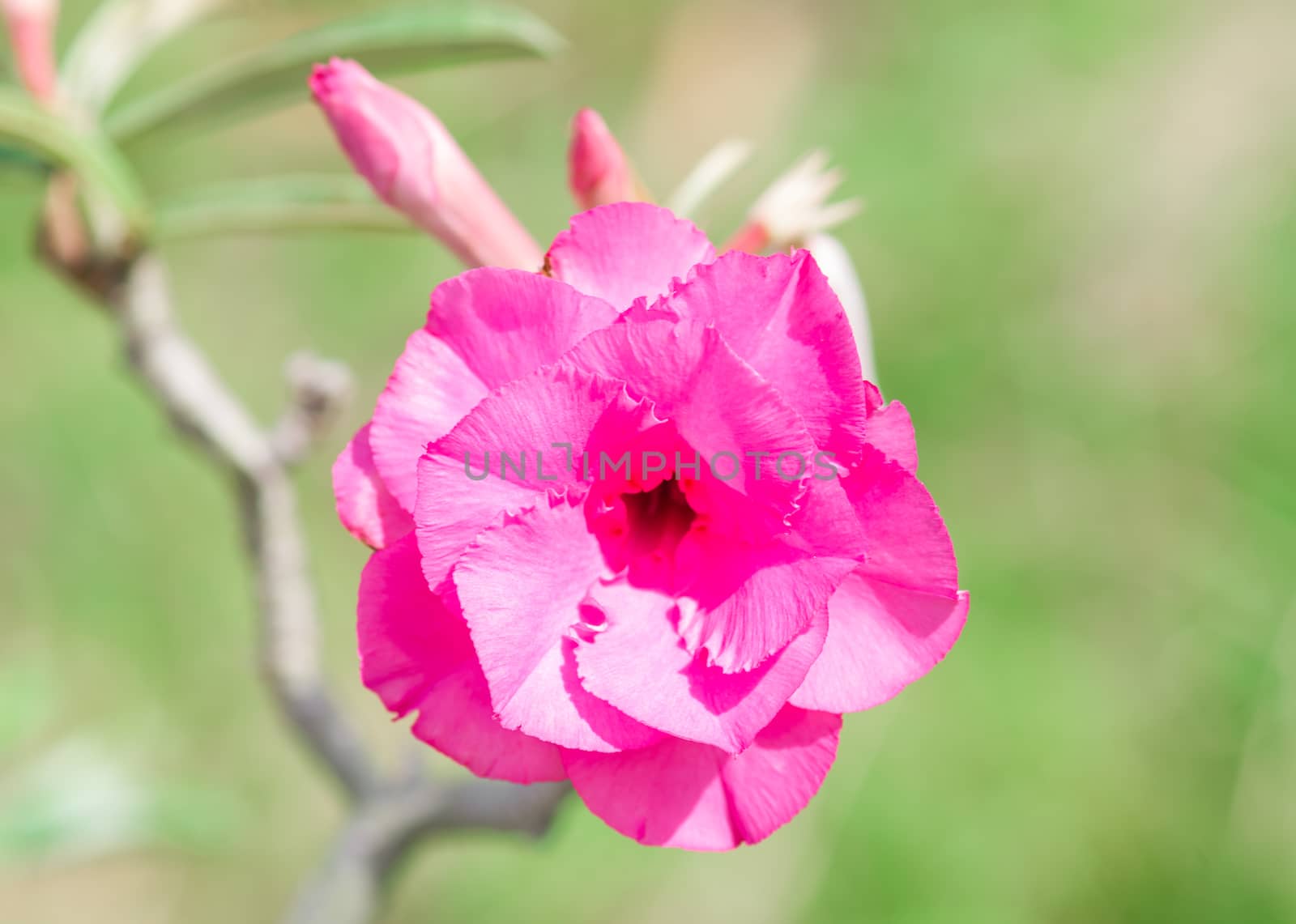 Desert Rose flowers by seksan44