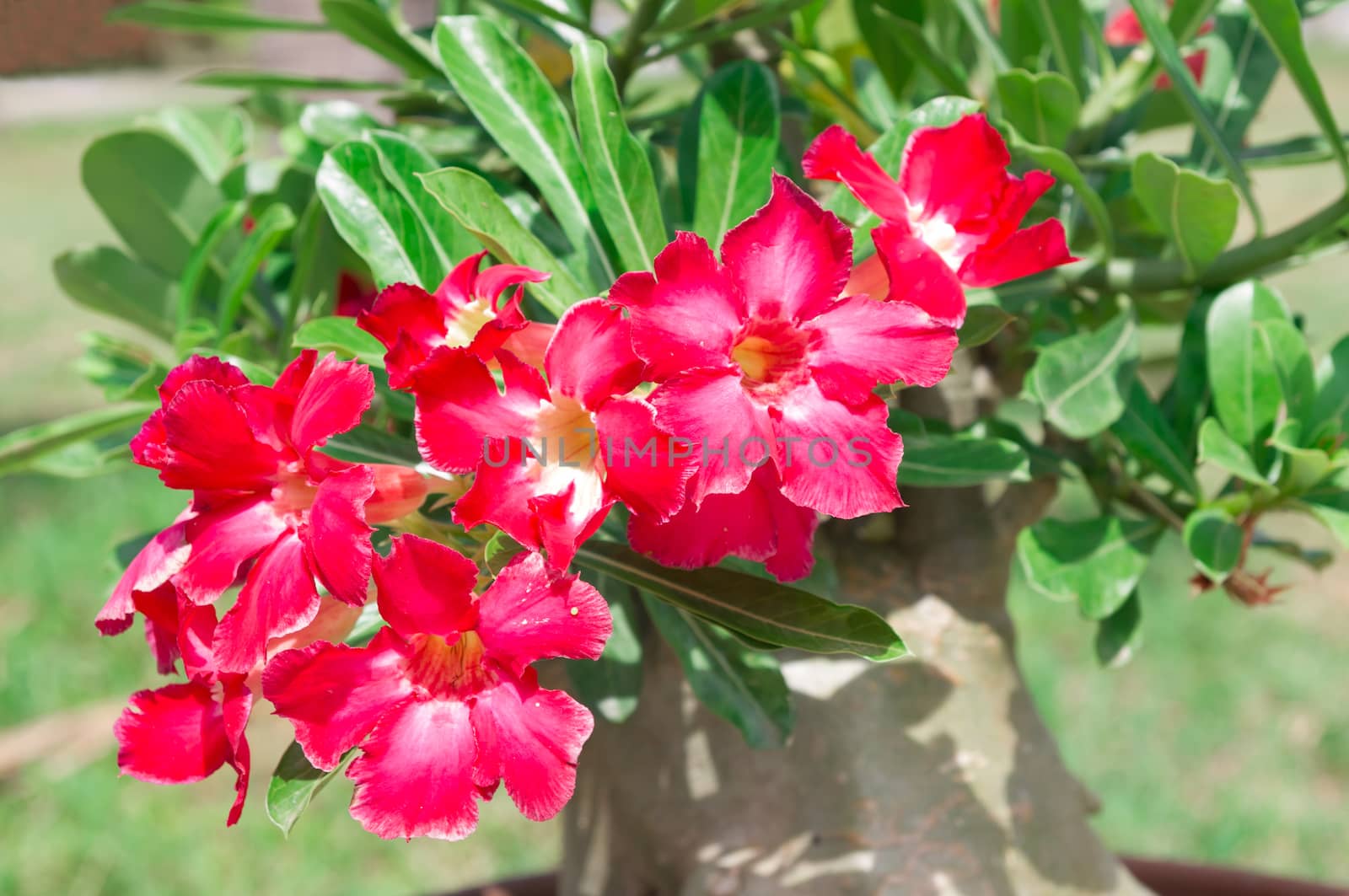 Adenium obesum , Desert Rose, Impala Lily, Mock Azalea, flower