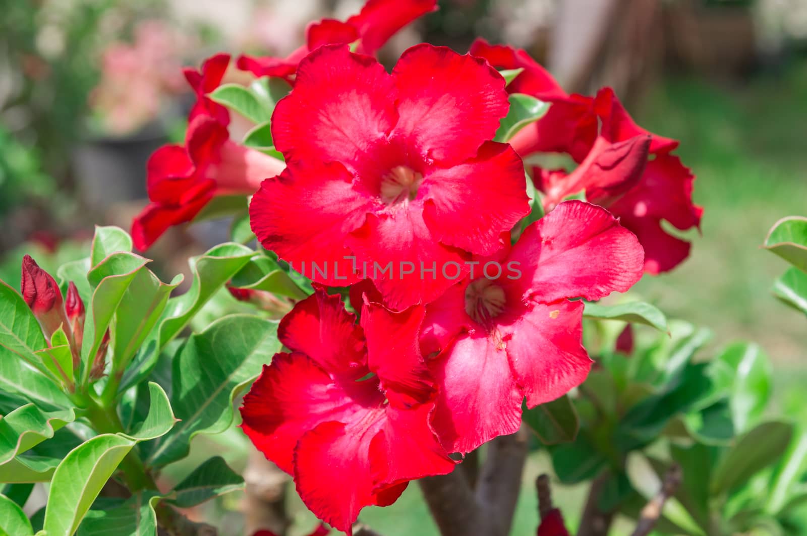 Desert Rose flowers by seksan44