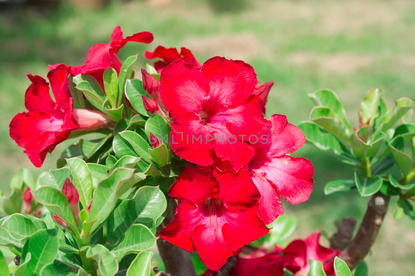 Desert Rose flowers by seksan44