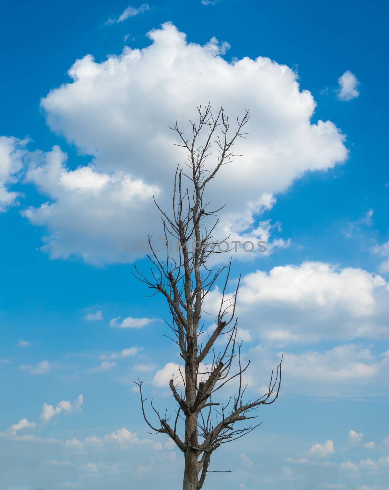 Dead tree with blue sky and cloud background