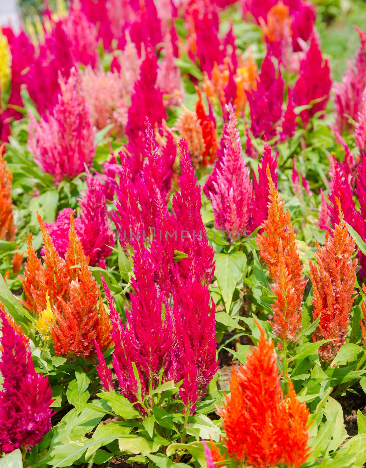 Colorful cockscomb flowers