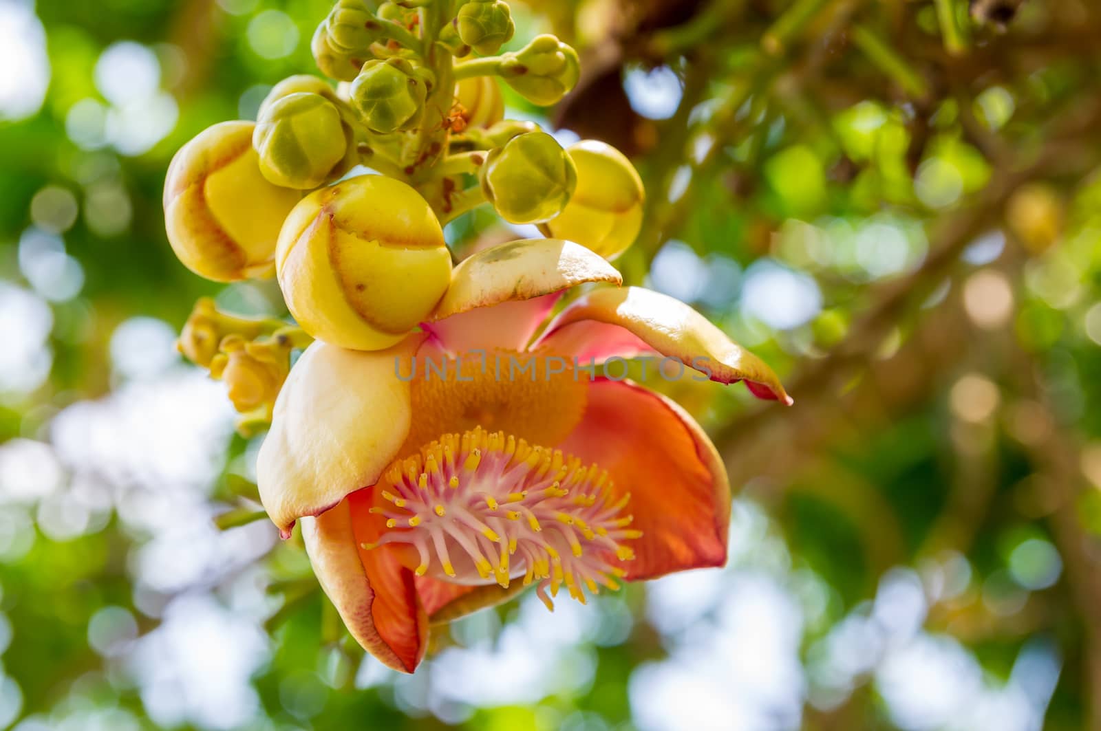 Cannonball tree flower by seksan44
