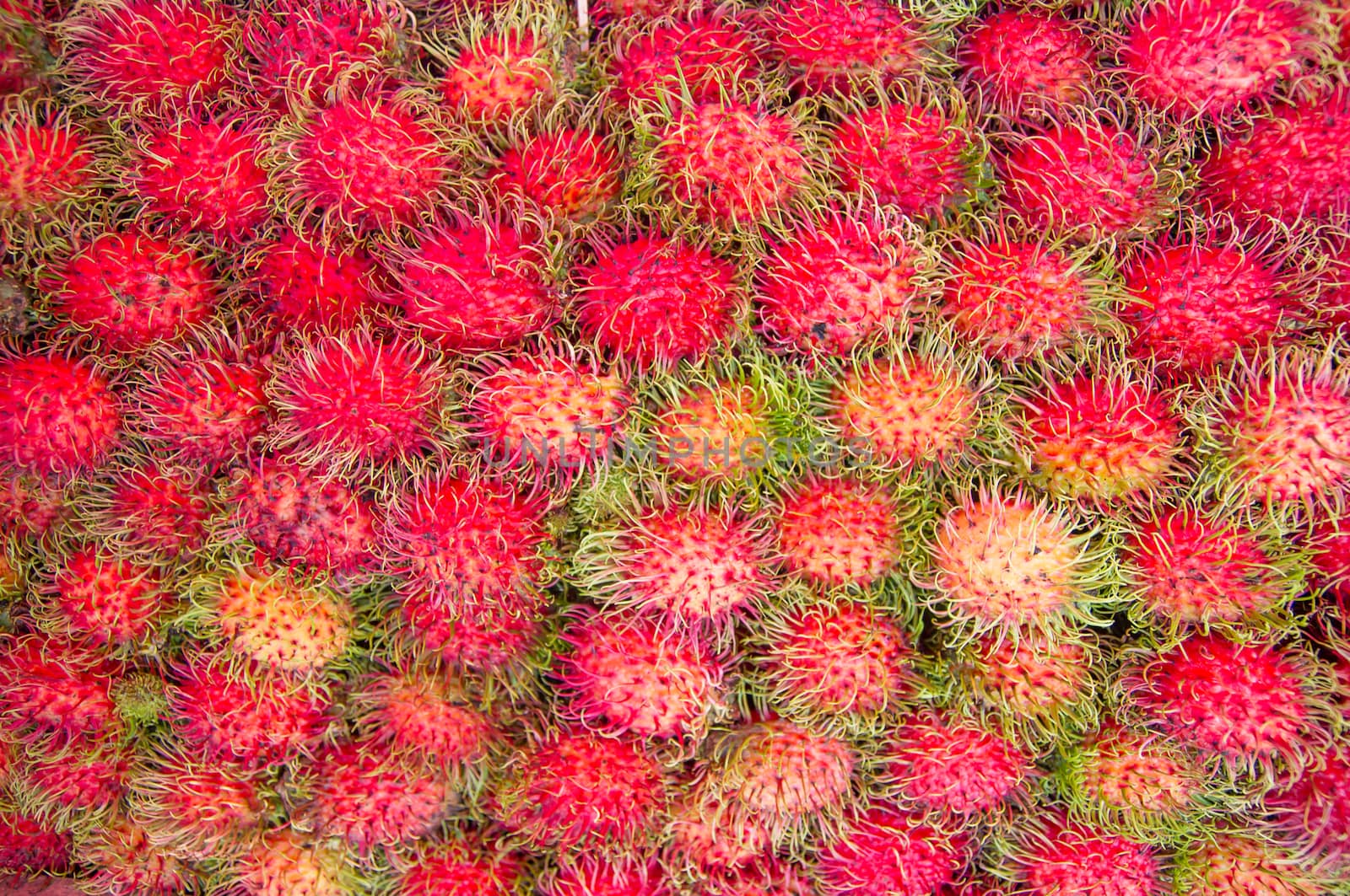 Rambutan  Tropical Fruits