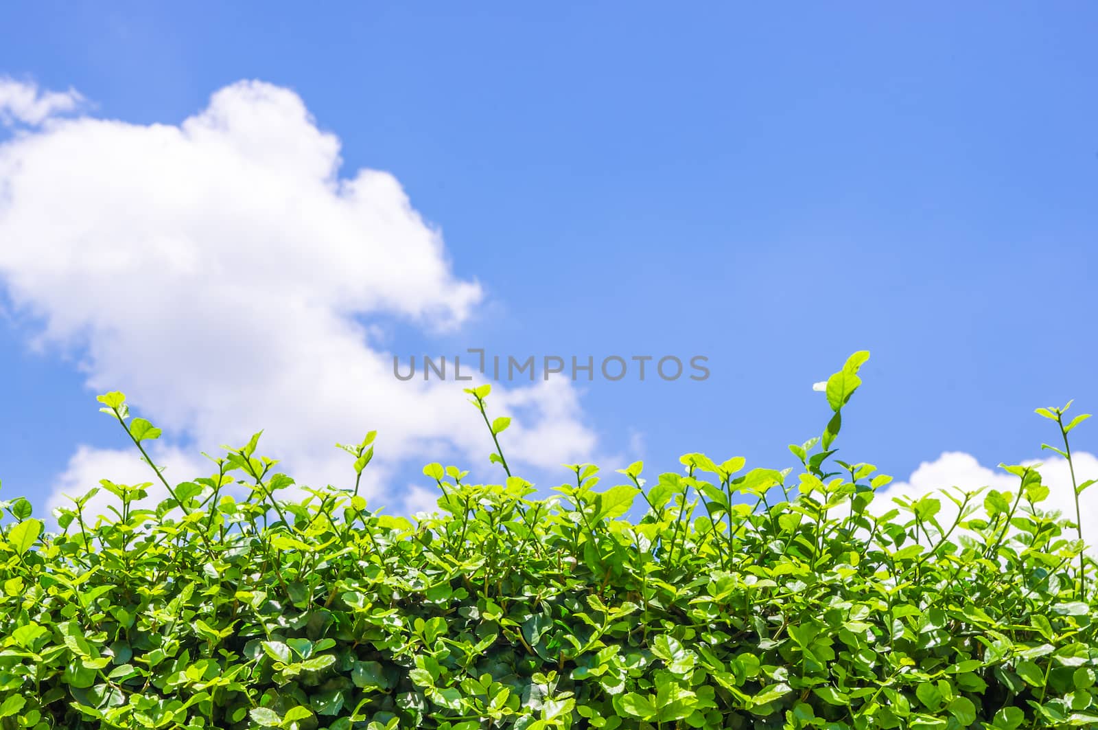 green leaf and blue sky by seksan44