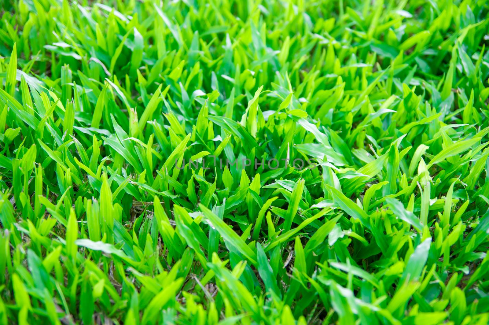 Tropical green grass background