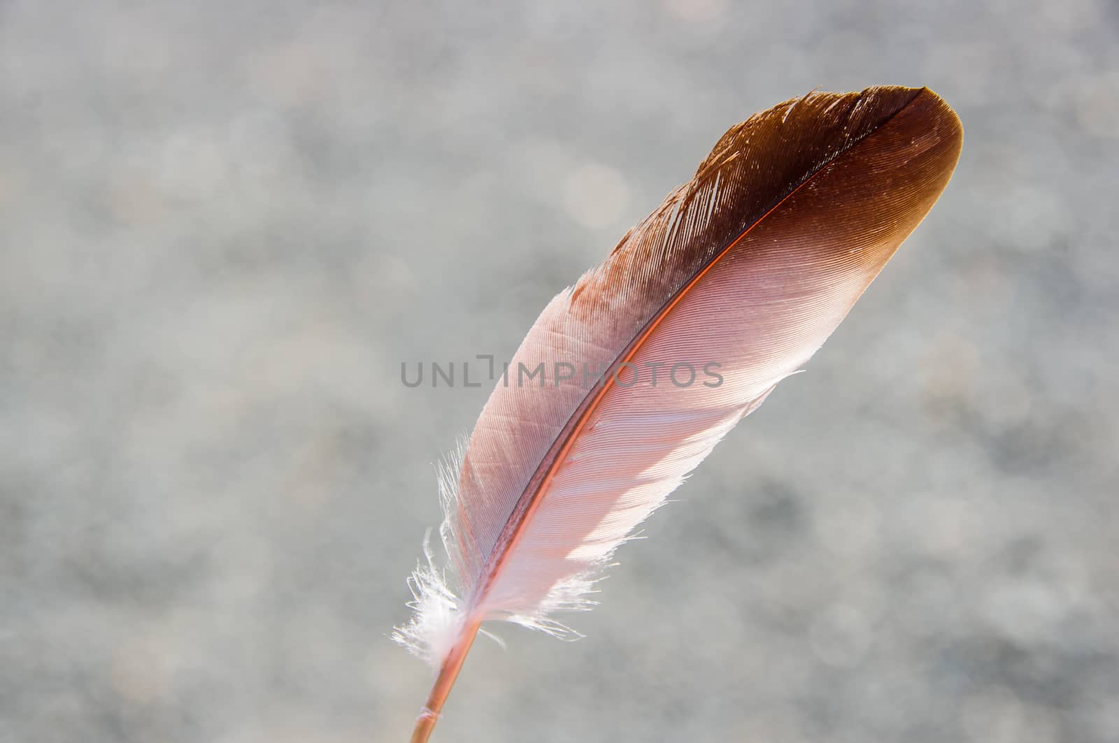 Pigeon feather on gray background