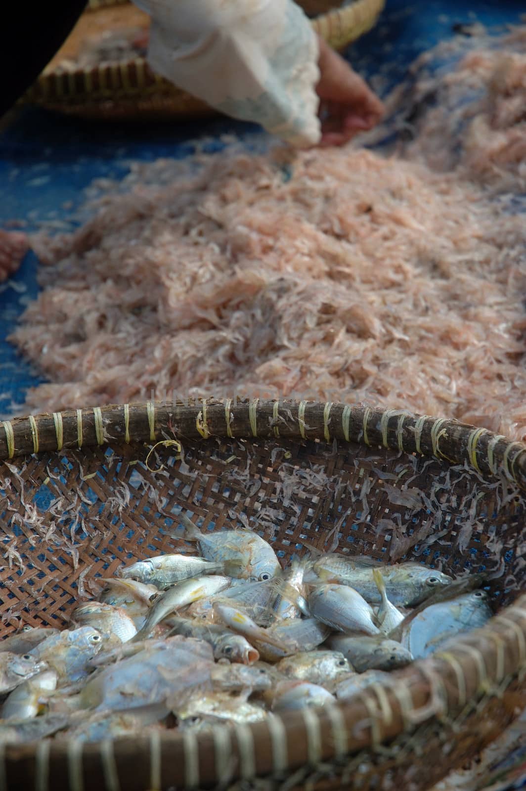 pangandaran, indonesia-july 16, 2011: fish that captured by fisherman at pangandaran beach, west java-indonesia.