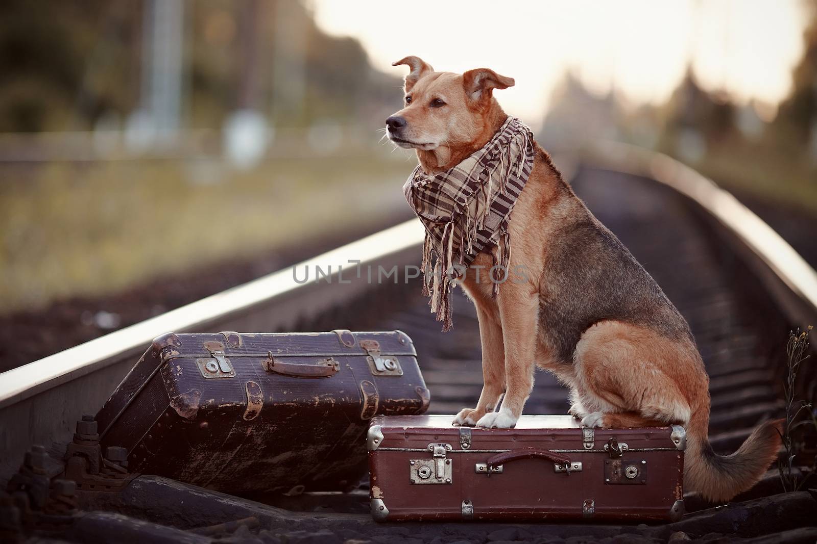 The red dog sits on a suitcase on rails by Azaliya