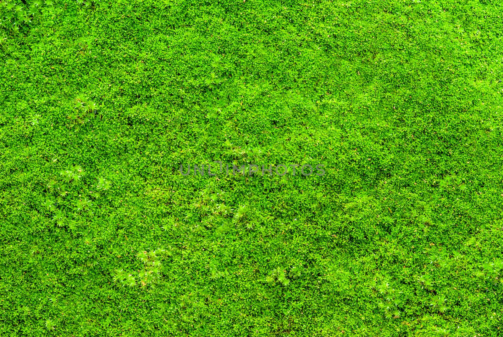 Green moss backgruond close up