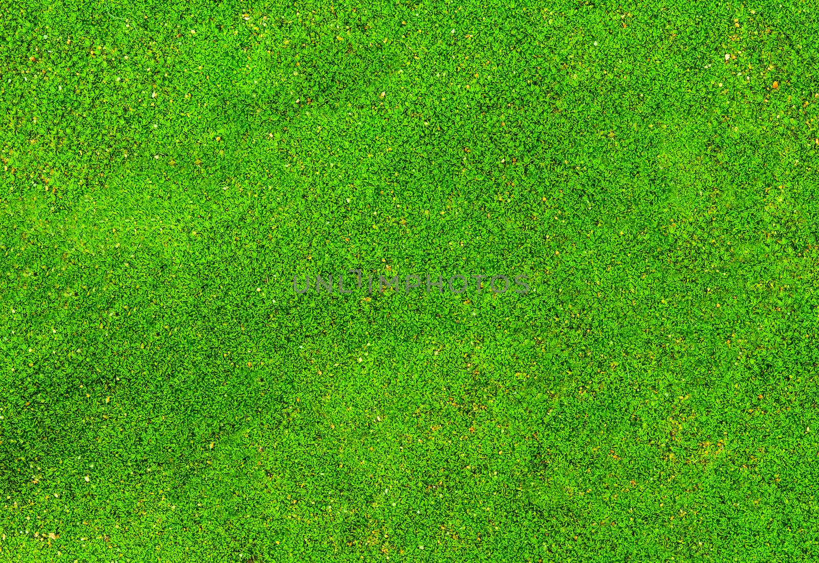 Green moss by seksan44