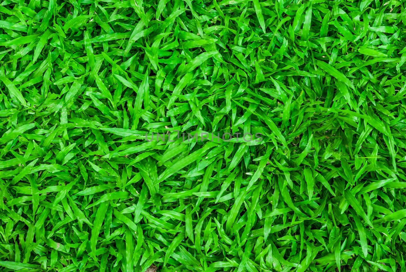 green grass background by seksan44
