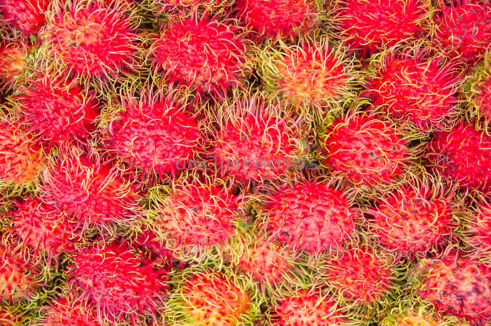 Rambutan  Tropical Fruits Rambutan