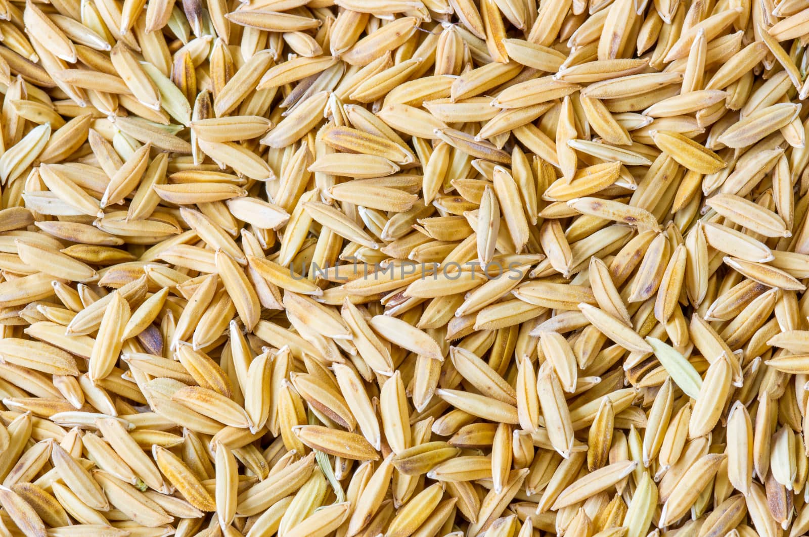 Thai  jasmine rice texture background.close up