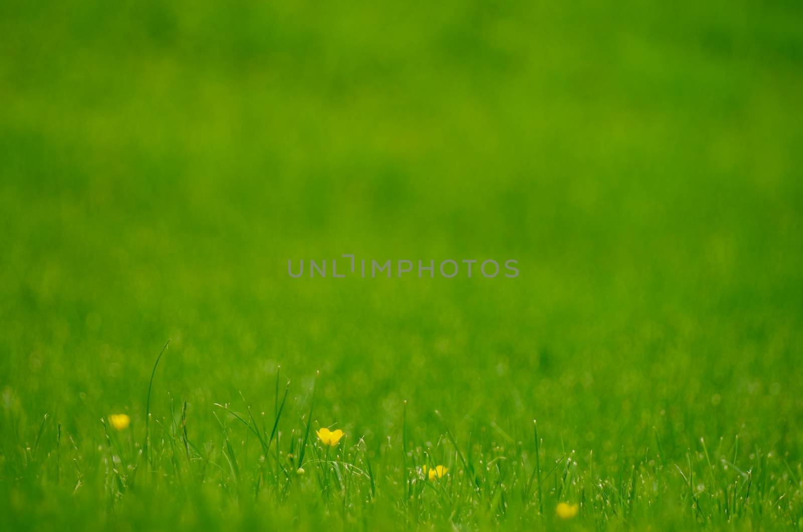 Background of Fresh Green Grass Outdoors. Focus on Yellow Flowers