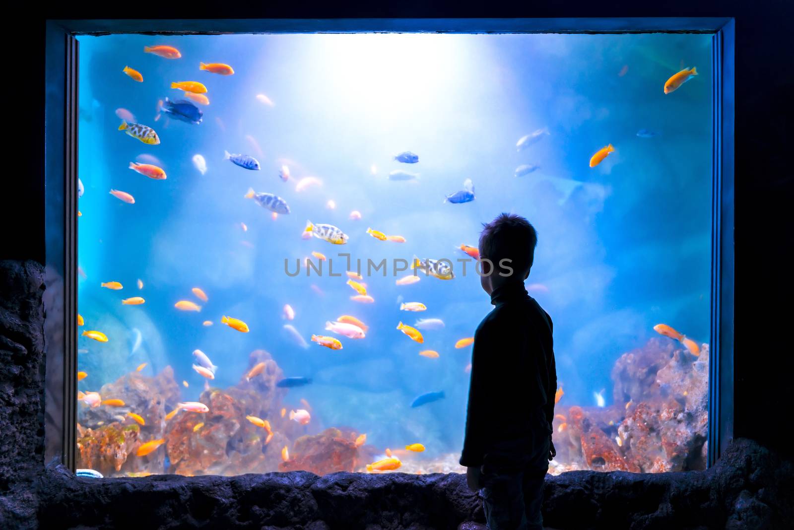 silhouette of a boy in front of an aquarium full of fish by kosmsos111