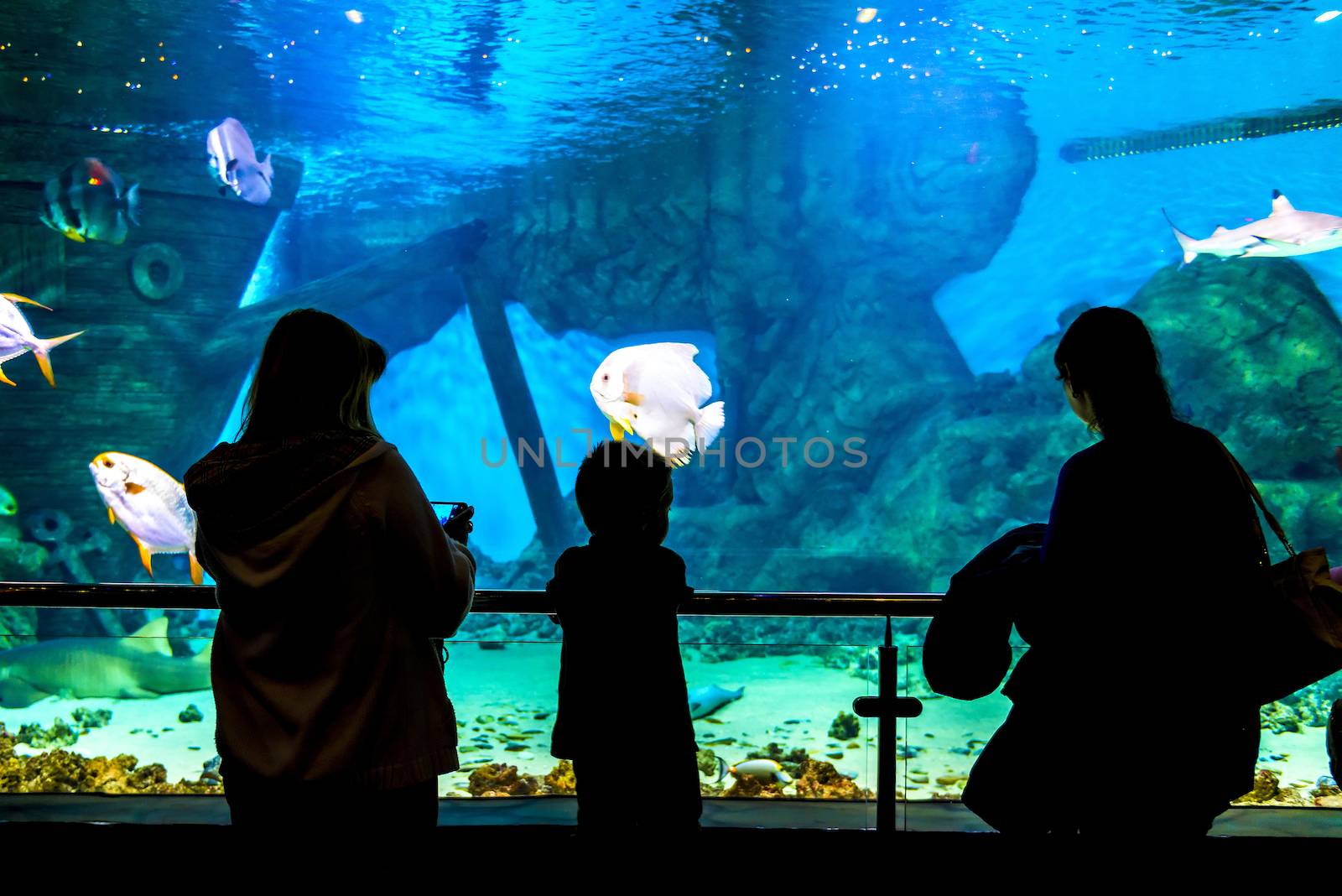 silhouettes of people in the Oceanarium and beautiful fish