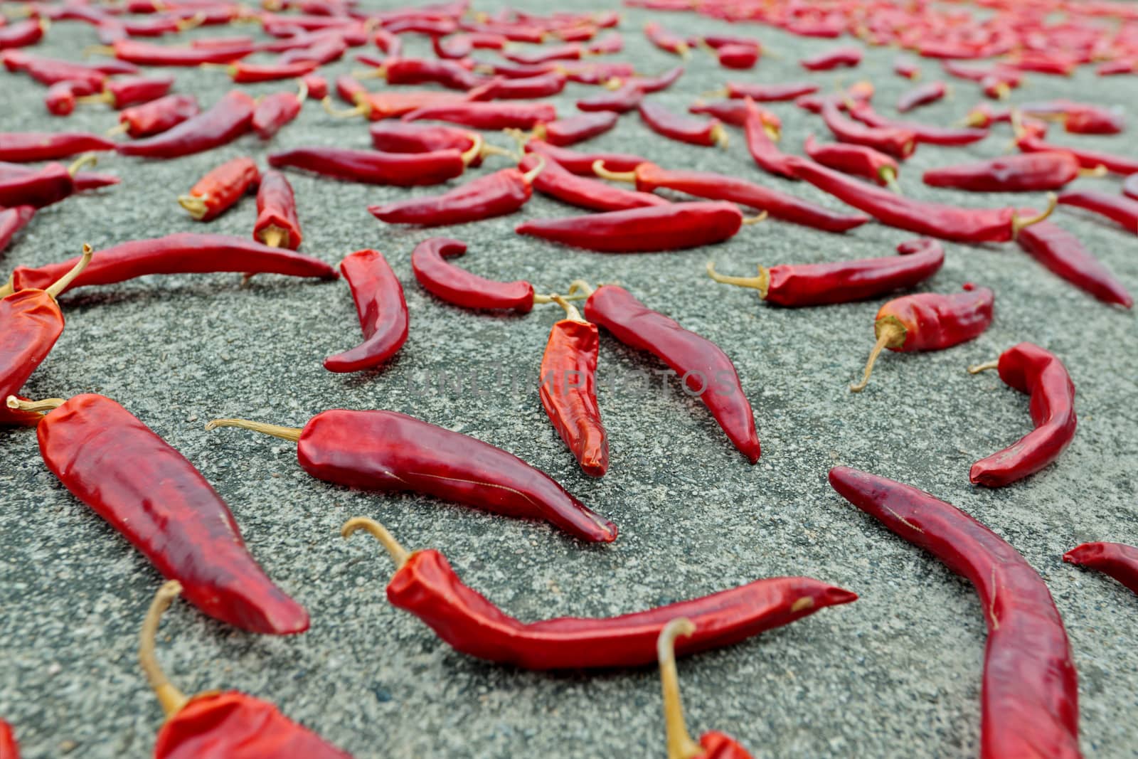 Many chili peppers drying on the ground