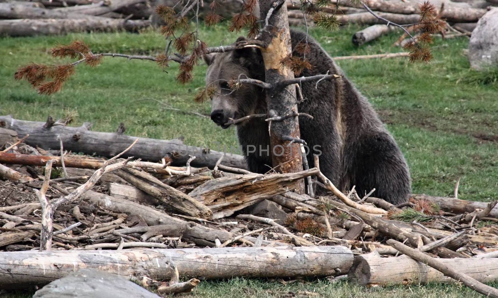 Brown bear in Yelowstone national park