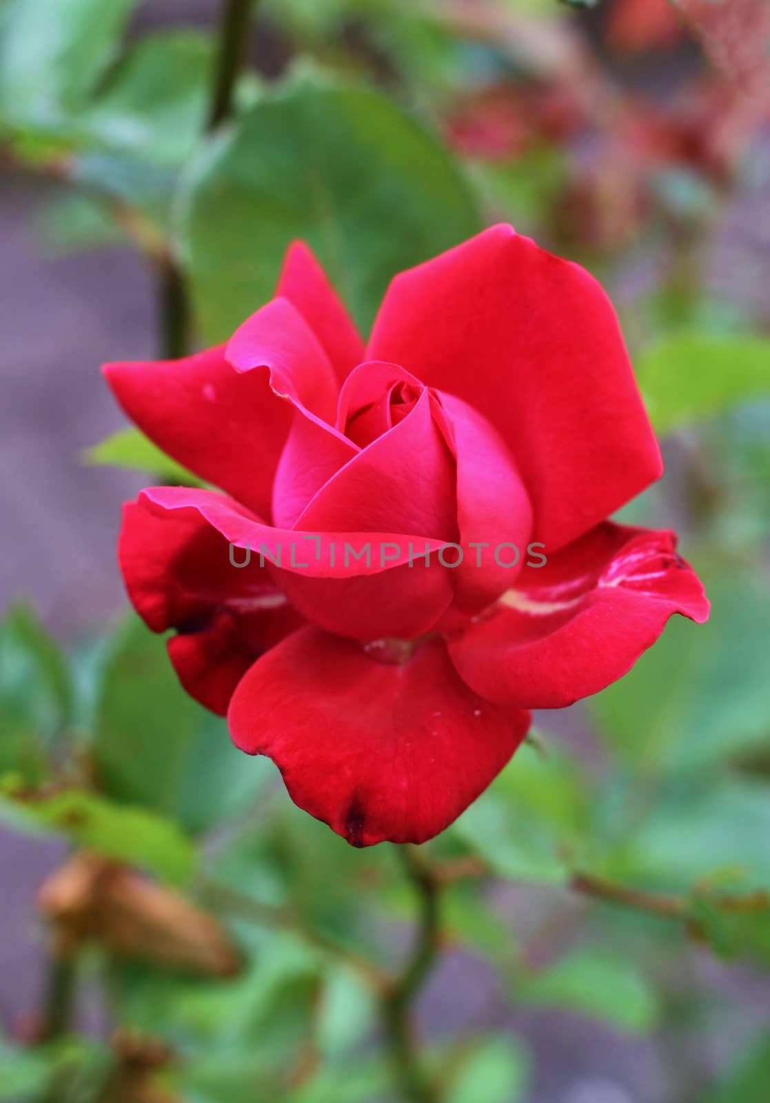 Beautiful Red rose in the garden