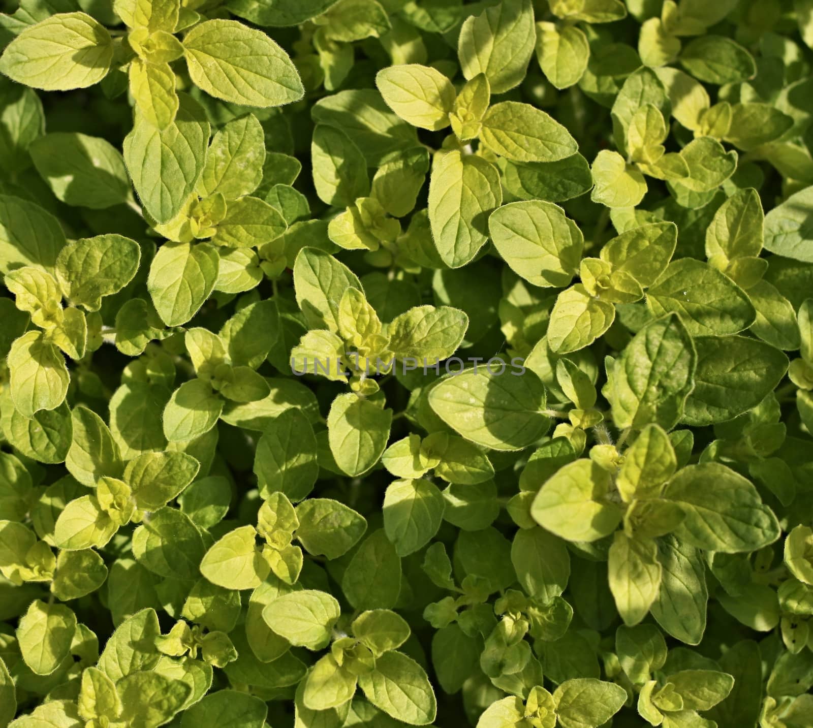 Green and aromatic oregano leaves in the herbs garden