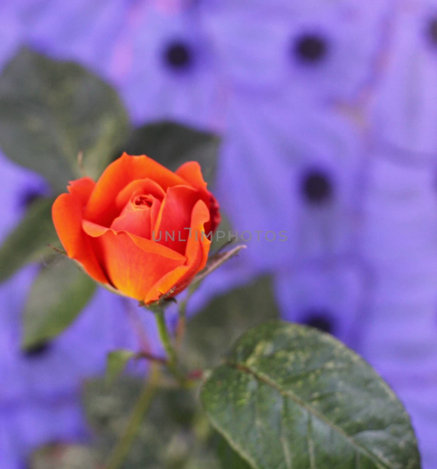 orange rose by jnerad