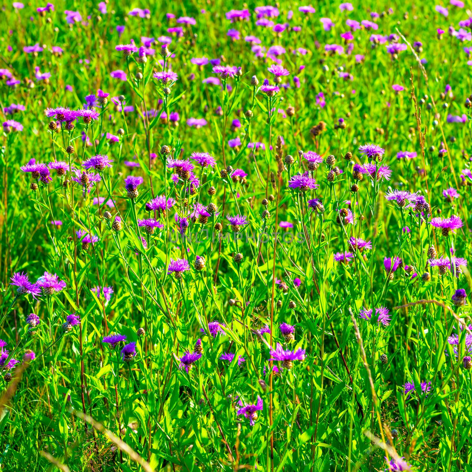 summer purple flowers in the Russian field by kosmsos111