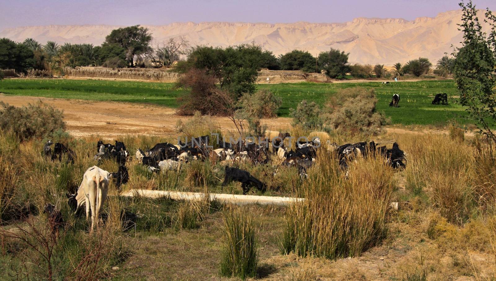 Western Desert Oasis of Kharga, herd of cows, sheeps and goats, Egypt 