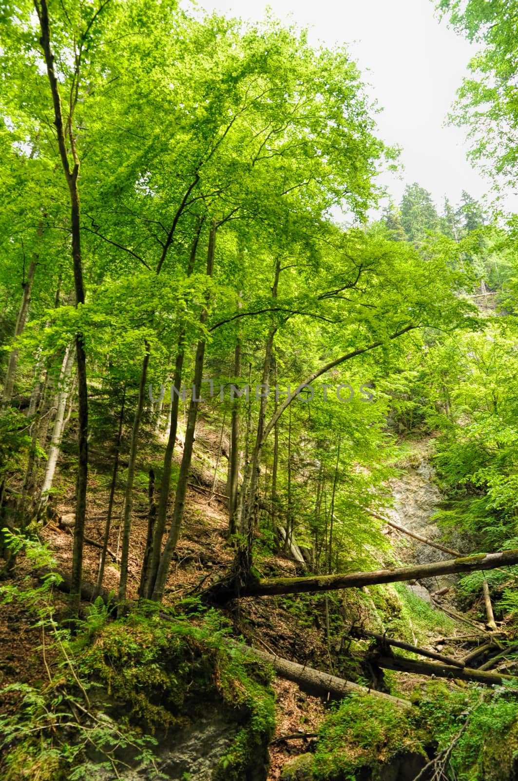 Forest in Slovak Paradise National Park with timber lying in a gorge